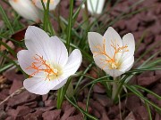 Crocus tournefortii putative hybrid with boryi 0011