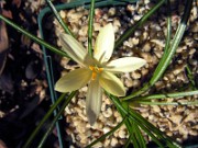 Crocus (korolkowii x michelsonii) x Snow leopard DS33_97 0002