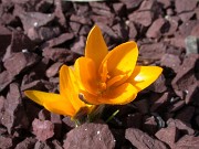 Crocus korolkowii 0001