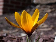 Crocus korolkowii 0002