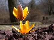 Crocus korolkowii 0003