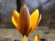 Crocus korolkowii 0004