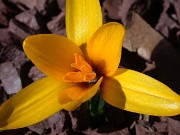 Crocus korolkowii 0006