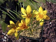 Crocus korolkowii Mountains Glory 0005