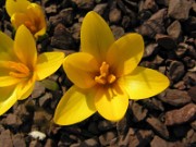 Crocus korolkowii Mountains Glory 0014