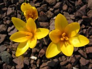 Crocus korolkowii Mountains Glory 0015