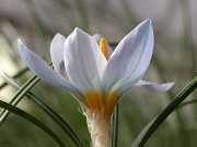 Crocus abantensis 0006