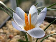 Crocus abantensis 0007