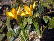 Crocus ancyrensis JR 0002