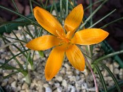 Crocus ancyrensis LB492 Dedelev Turkey 0002