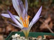 Crocus cancellatus ssp. cancellatus Icel Turkey 0005