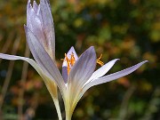 Crocus cancellatus ssp. cancellatus Icel Turkey 0007