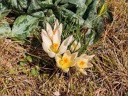 Crocus cvijicii Cream of Creams 20240329 0001