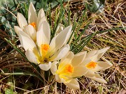 Crocus cvijicii Cream of Creams 20240329 0002