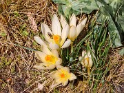 Crocus cvijicii Cream of Creams 20240329 0006
