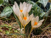Crocus cvijicii Cream of Creams 20240329 0009