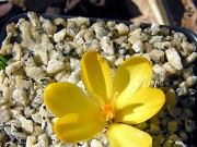 Crocus cvijicii NS 0001