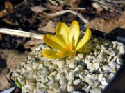 Crocus cvijicii NS 0002