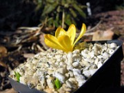 Crocus cvijicii NS 0003