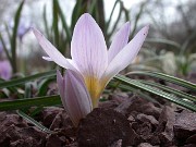 Crocus dalmaticus 0006