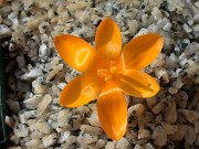 Crocus gargaricus ssp. gargaricus JCA344.090 0002