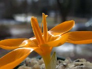 Crocus gargaricus ssp. gargaricus JCA344.090 0006