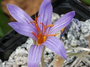 Crocus hermoneus ILOP-011 20241008 0001