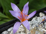 Crocus hermoneus ILOP-011 20241008 0002