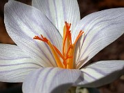 Crocus hermoneus SBL119 (DBS9906) 0003