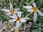 Crocus hittiticus BM8449 20250112 0012