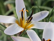 Crocus hittiticus BM8449 20250112 0013