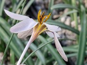 Crocus hittiticus BM8449 20250112 0016