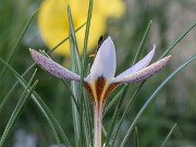 Crocus hittiticus BM8449 20251218 0005