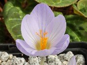 Crocus mazziaricus Naxos 20251017 0002