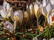 Crocus reticulatus 20190311 0001