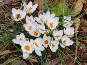 Crocus reticulatus 20240227 0001