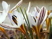 Crocus reticulatus ssp. hittiticus 0005