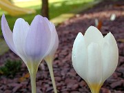 Crocus robertianus 0002