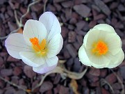 Crocus robertianus 0005