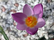Crocus sieberi KKK24 Mt Divfys 0001