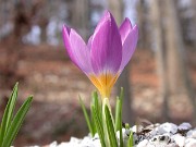 Crocus sieberi KKK24 Mt Divfys 0003