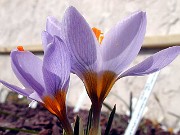 Crocus sieberi Michael Hoogs Memory 0002