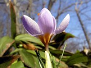 Crocus sieberi Michael Hoogs Memory 0004