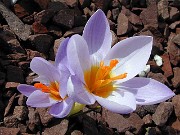 Crocus sieberi Michael Hoogs Memory 0005