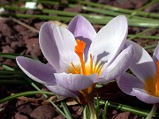 Crocus sieberi Michael Hoogs Memory 1001