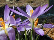 Crocus sieberi ssp. atticus 0005