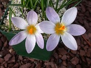 Crocus sieberi ssp. atticus KKK26 Mt Oci Evvia 0002
