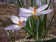 Crocus sieberi ssp. atticus KKK26 Mt Oci Evvia 0005