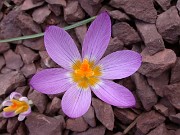 Crocus sieberi ssp. nivalis 0000