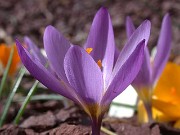 Crocus sieberi ssp. nivalis 0003